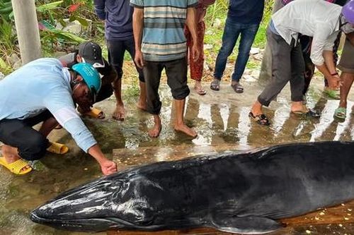 Cá ông nặng 300kg dạt vào bờ biển Trà Vinh