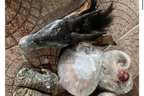 Khởi tố người đàn ông tàng trữ nhiều cá thể động vật quý hiếm tại nhà riêng
