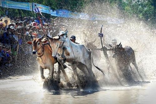 Nâng cao năng lực nhận diện di sản văn hóa 'Hội đua bò Bảy Núi' tỉnh An Giang