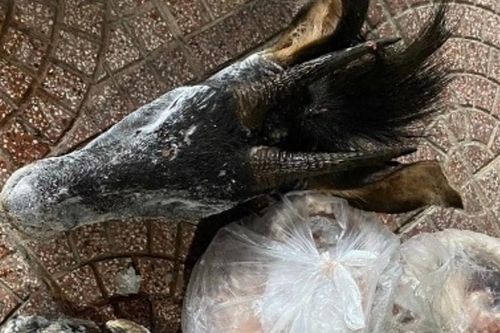 Khởi tố người đàn ông tàng trữ 9 cá thể động vật quý hiếm