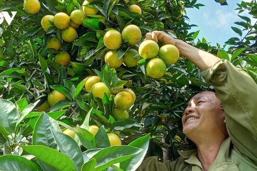 Từ tỉnh nghèo, Sơn La thành 'hiện tượng nông nghiệp' của cả nước