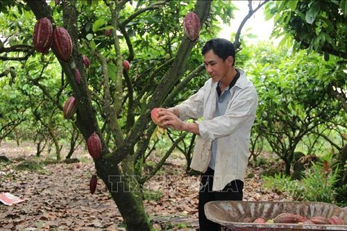 Nhiều lợi ích trong liên kết sản xuất nông nghiệp