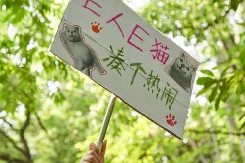 Cơn sốt mai mối cho mèo ở Trung Quốc
