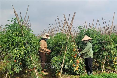 Nhiều mô hình nông nghiệp hiệu quả