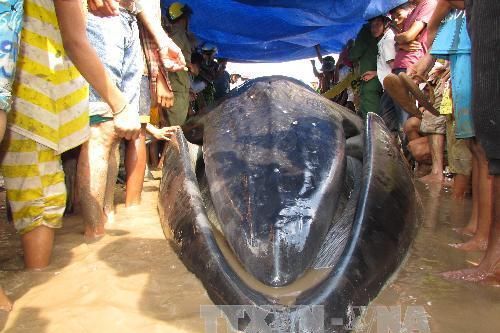 Cá Ông trôi dạt vào bờ biển Trà Vinh