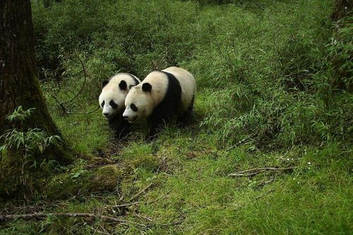 Giao điểm giữa ngoại giao gấu trúc và chiến lang của Trung Quốc