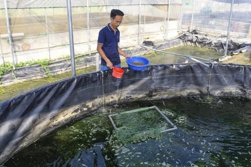 8x nuôi loại cá đặc sản kêu éc éc, giá 900 nghìn đồng/kg vẫn không đủ bán