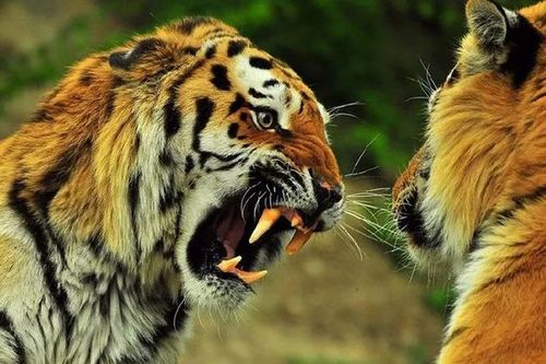 Quốc gia nào có số lượng hổ nhiều nhất trên hành tinh của chúng ta?