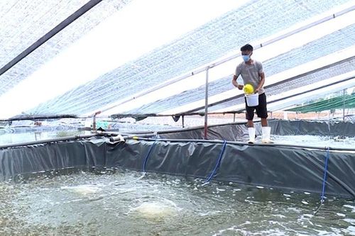 Hiệu quả từ mô hình nuôi tôm thẻ chân trắng thâm canh 2 giai đoạn