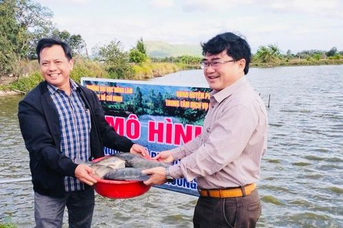 Phú Thiện: Tổng kết mô hình nuôi cá rô phi đơn tính Genomar Na Uy thương phẩm