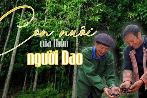 Con nuôi của thôn người Dao