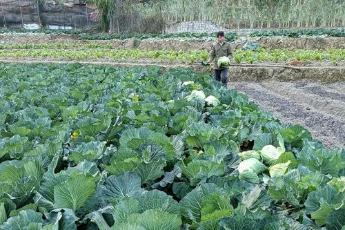 Chủ tịch UBND các địa phương chịu trách nhiệm trước Chủ tịch UBND tỉnh nếu để xảy ra thiệt hại về người, cây trồng, vật nuôi do lơ là phòng chống rét