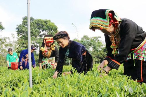 Võ Nhai nâng cao giá trị cây chè