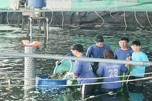 Chống rét cho thủy sản nuôi