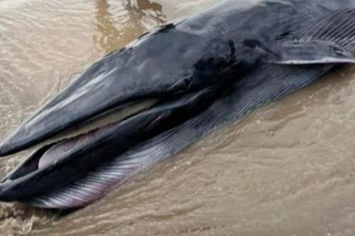 Cá Ông 300 kg trôi dạt vào bờ biển Trà Vinh