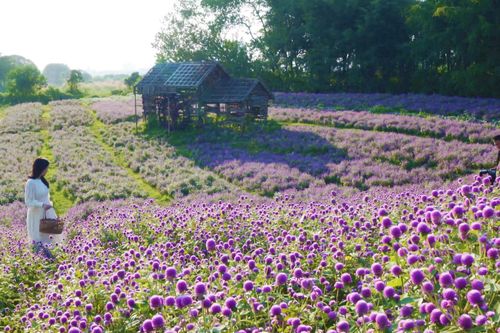 Vườn hoa bách nhật nở rộ đẹp như trời Âu thu hút giới trẻ Hà Nội