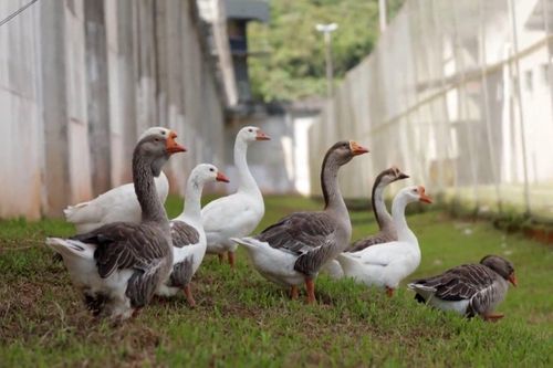 Đàn ngỗng canh gác nhà tù thay chó nghiệp vụ ở Brazil