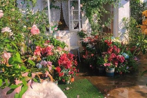 Đam mê với việc trồng hoa, cô gái 27 tuổi thuê nhà trên sân thượng để tạo ra khu vườn đẹp như tranh vẽ