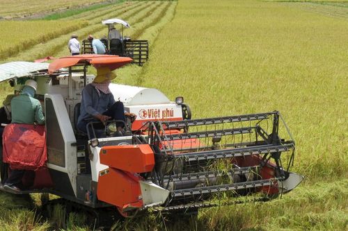 Nông dân Đồng Tháp Mười vui Tết sớm