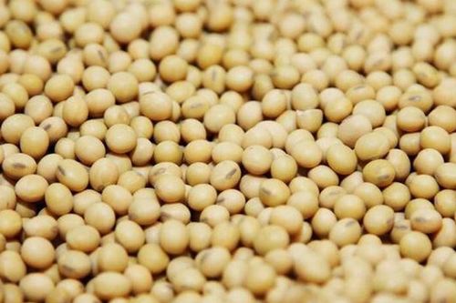 Giá đậu tương hồi phục sau dịp nghỉ lễ Giáng sinh