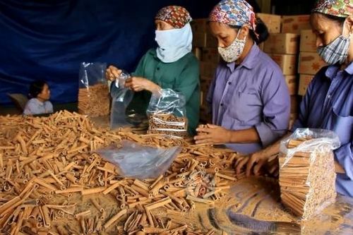 Cây quế giúp người dân tộc Dao ở Yên Bái xóa đói, giảm nghèo