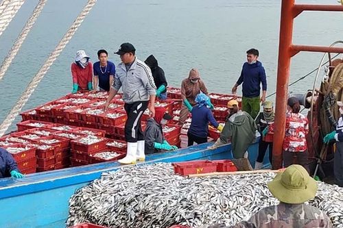 Ngư dân Cửa Lò đánh bắt hơn 19.000 tấn hải sản