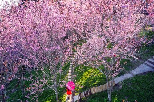 Ngắm nhìn sắc hoa rực rỡ, quyến rũ trên Tứ đại đỉnh đèo Pha Đin