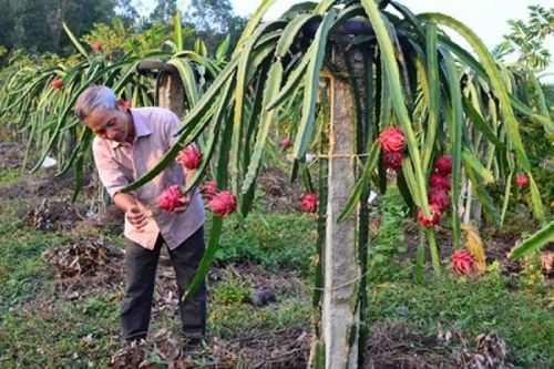 Nan giải chuyện tranh chấp bản quyền giống cây trồng