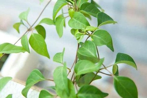 1 loại cây có tên gọi đọc 'méo cả mồm', giúp giải nhiệt, tiêu độc, trị dạ dày cực hiệu quả: Mọc hoang khắp vùng thôn quê Việt