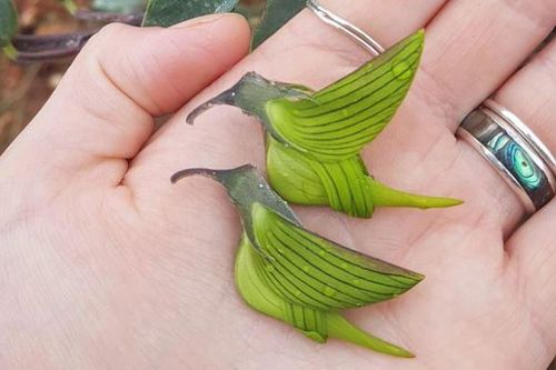 Kỳ lạ loài hoa được gọi là 'chim' - xinh đẹp lạ lùng, là thảo dược tốt