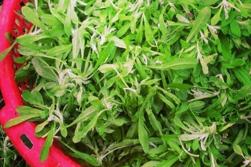 Thứ rau mọc dại được chị em yêu bếp săn lùng làm bánh mỗi độ đông về: Không chỉ thơm ngon mà còn là vị thuốc quý trong Đông y