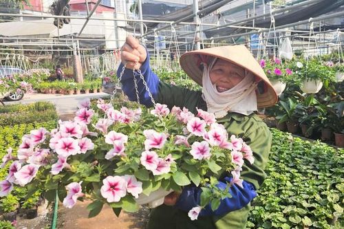 Đến 'thủ phủ' hoa Xuân Quan, chi 3.000 đồng đã có chậu hoa chơi Tết