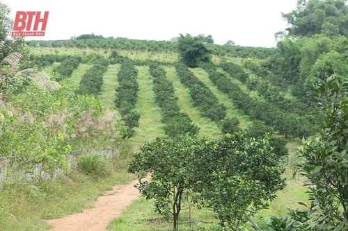 'Hô biến' đồi bưởi thành trại cam trăm tỉ