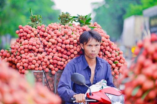 Bắc Giang sẵn sàng để vải thiều chinh phục thị trường Trung Quốc trong năm 2024