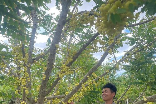 Cải thiện thu nhập từ cây chùm ruột