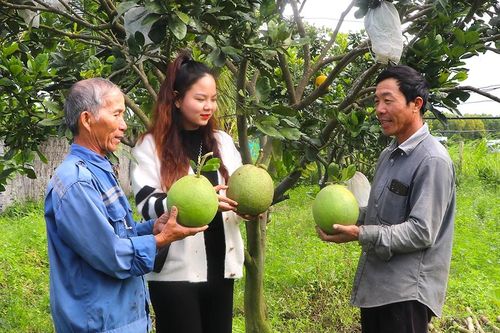 Người dân phường An Bình đa dạng mô hình sinh kế