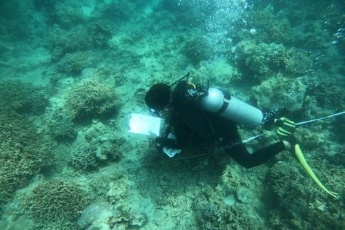 San hô phục hồi tốt ở vịnh Nha Trang