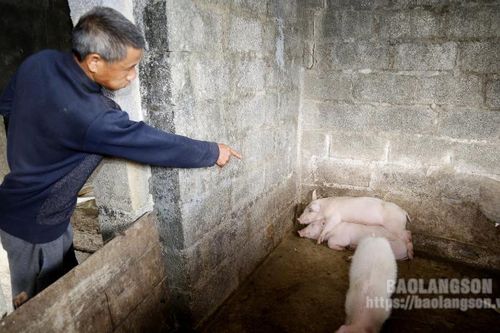 Lợn giống hỗ trợ theo dự án chết hàng loạt: Khẩn trương khắc phục