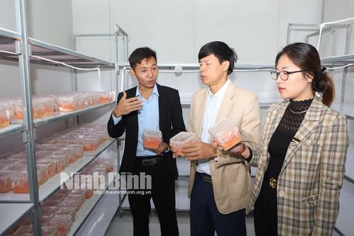 Nghiệm thu mô hình sản xuất theo chuỗi tại HTX dược liệu Việt