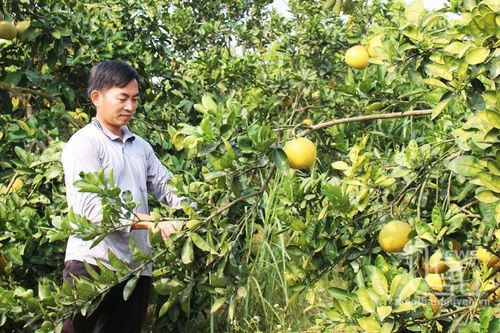 Thẩm định xã nông thôn mới nâng cao và kiểu mẫu