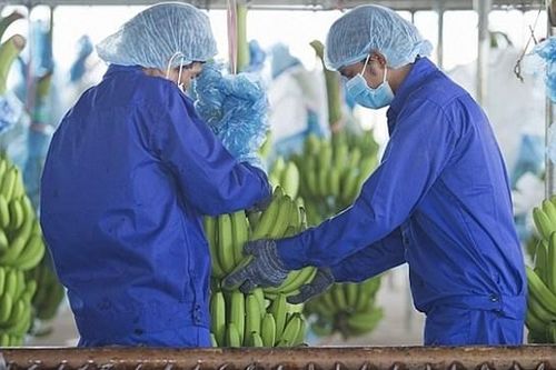 HAGL Agrico (HNG) thành lập công ty con trị giá 400 triệu USD tại Lào