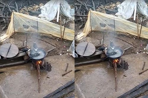 Vịt sợ rét, nằm 'phê pha' trong chảo nước đang đun