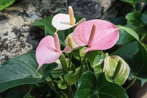 Ý nghĩa phong thủy của cây hồng môn?