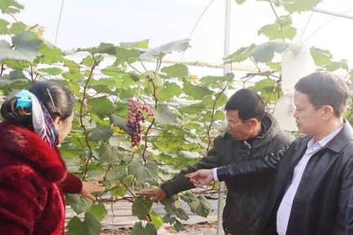 Năm 2023, huyện Ứng Hòa có thêm 6 xã nông thôn mới nâng cao và kiểu mẫu