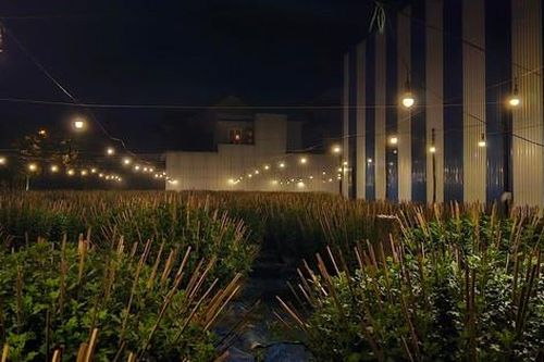 Người dân Huế chong đèn 'đội' mưa rét chăm hoa Tết