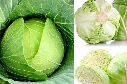 Bắp cải, vị thuốc của người nghèo