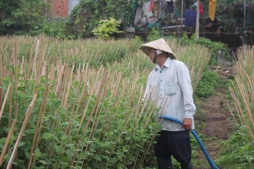Làng hoa cúc nổi tiếng ở Nam Trung Bộ nhộn nhịp vào vụ Tết