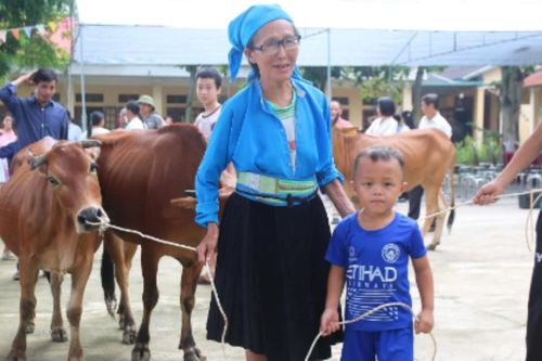Bò H'Mông giúp người nghèo vươn lên