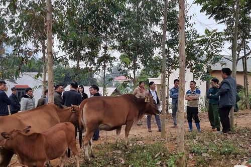 Dự án hỗ trợ bò H'mông giúp người nghèo có cơ hội vươn lên làm giàu