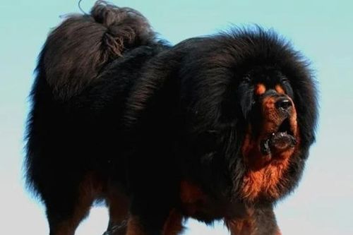 Soi loài chó 'chúa tể thảo nguyên', giá cực chát 46 tỷ đồng